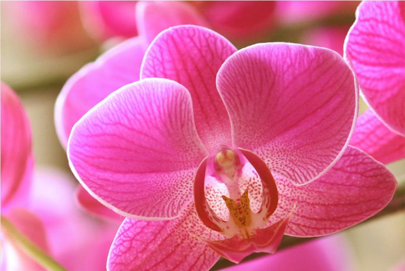 Aprende lo necesario para cuidar una orquídea en casa